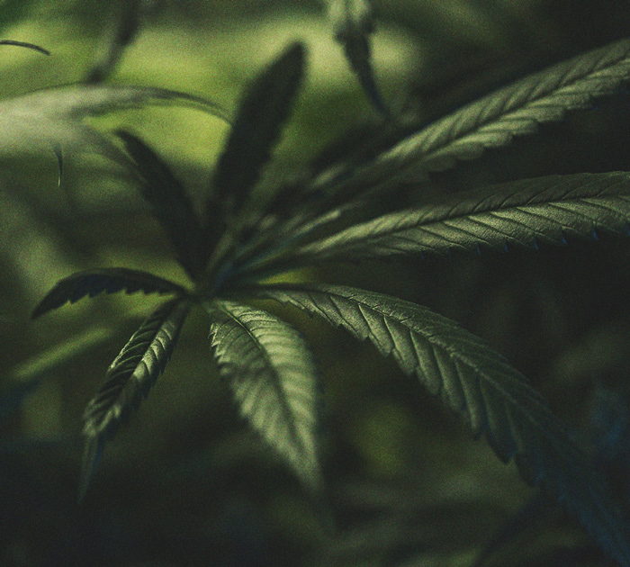 The Importance Of The Dark Cycle In Cannabis Cultivation