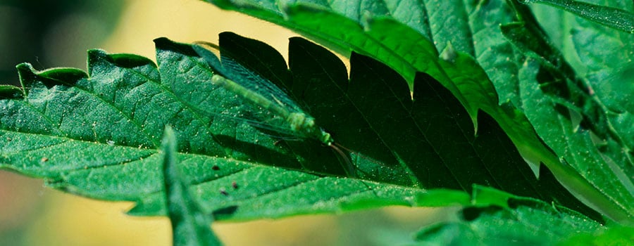 Green Lacewings