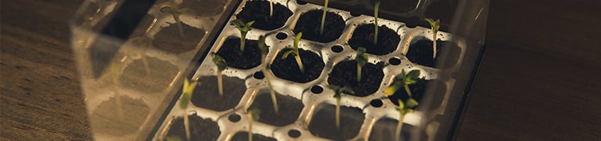 Royal Queen Seeds Feminized Starter Kit Royal Queen Seeds Feminized Starter Kit