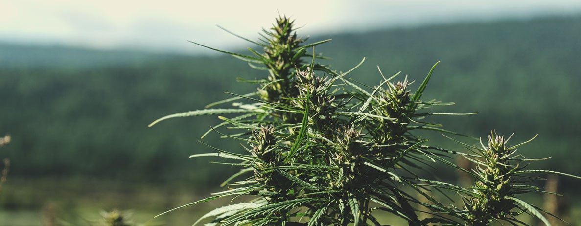 What Is Landrace Cannabis?