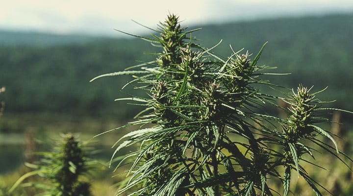 What Is Landrace Cannabis?