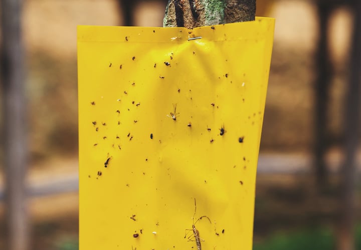 How to Treat a Leaf Miner Invasion