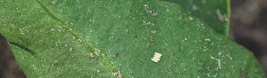 How Do Leaf Miners Spread?