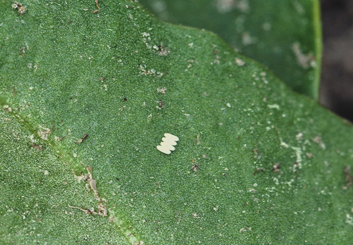 How Do Leaf Miners Spread?