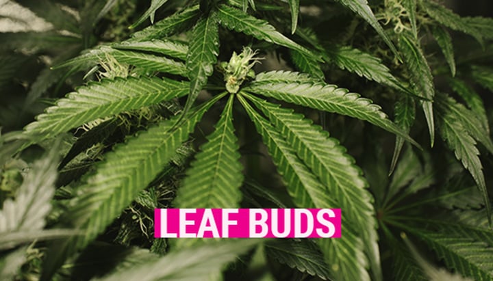 Leaf Buds Leaf Buds