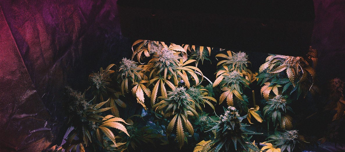 Hot Tips For Growing Weed In Cold Weather