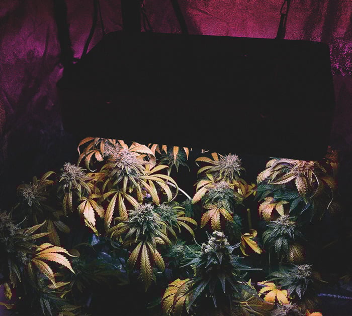Hot Tips For Growing Weed In Cold Weather Hot Tips For Growing Weed In Cold Weather