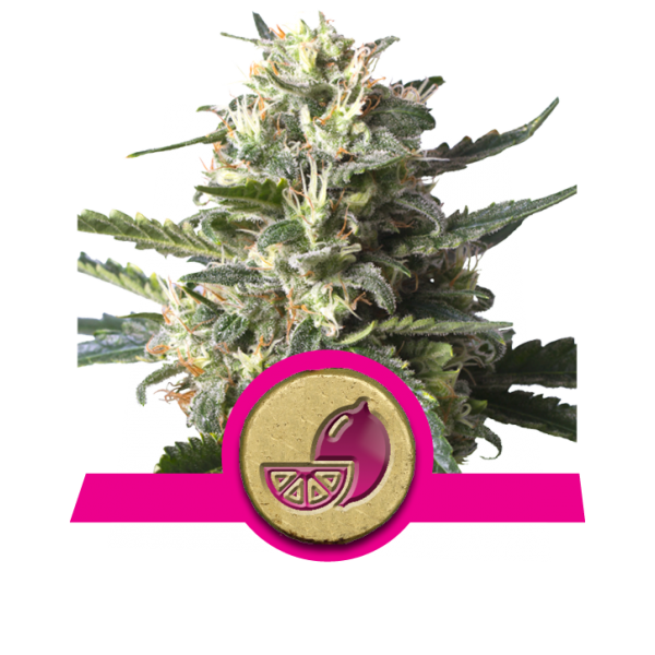 LEMON SHINING SILVER HAZE royal queen seeds