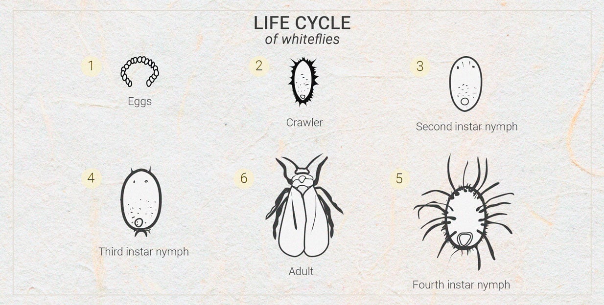 Cannabis And Whitefly: How To Control And Prevent Them Cannabis And Whitefly: How To Control And Prevent Them