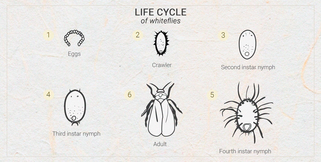 Cannabis And Whitefly: How To Control And Prevent Them 