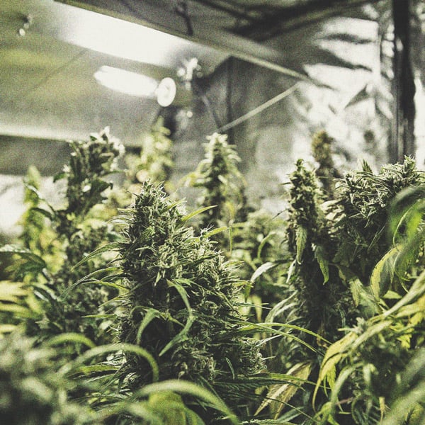 Complete Ventilation Guide for Your Cannabis Grow Room - RQS Blog