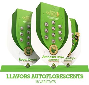 llavors-autoflorescents-cannabis