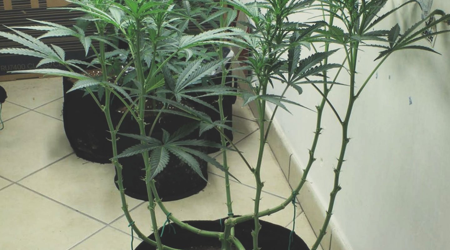 Lollipop Your Plants Lollipop Your Plants