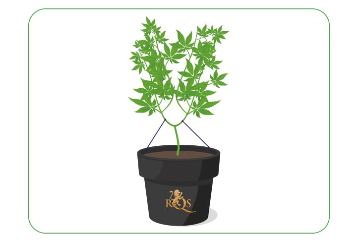 A cannabis plant undergoing topping alongside low-stress training (LST), demonstrating how these techniques can be combined to enhance airflow and light penetration for better growth.