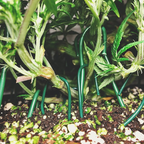 How To Grow Great Weed On A Balcony Or Terrace How To Grow Great Weed On A Balcony Or Terrace