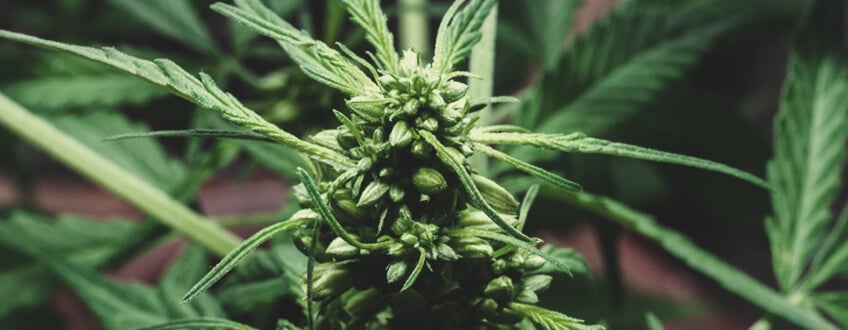 Male Cannabis Plant