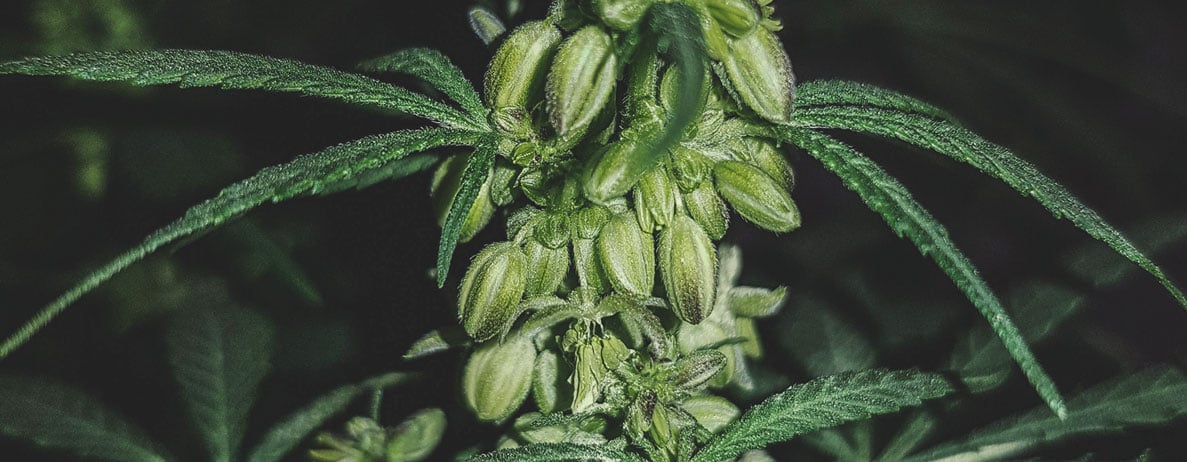 What Does a Male Cannabis Plant Look Like?