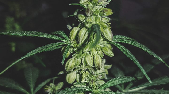 What Does a Male Cannabis Plant Look Like?