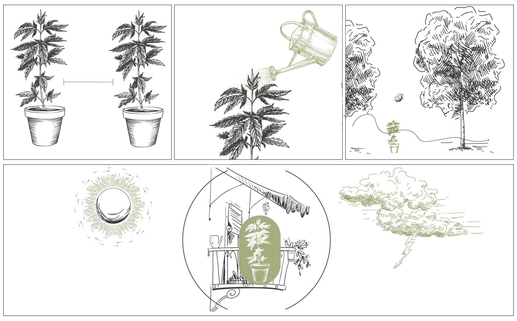 How To Grow Cannabis With Dense Buds 