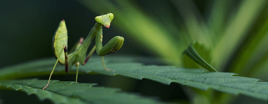 Praying Mantis