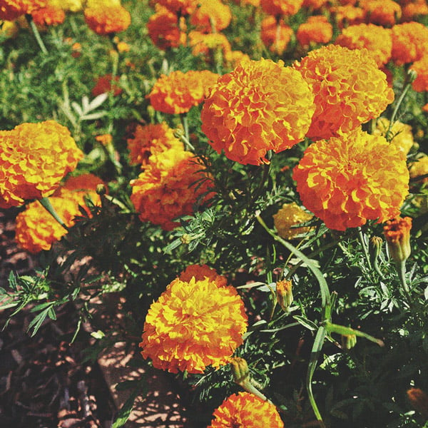 How To Grow Great Weed On A Balcony Or Terrace