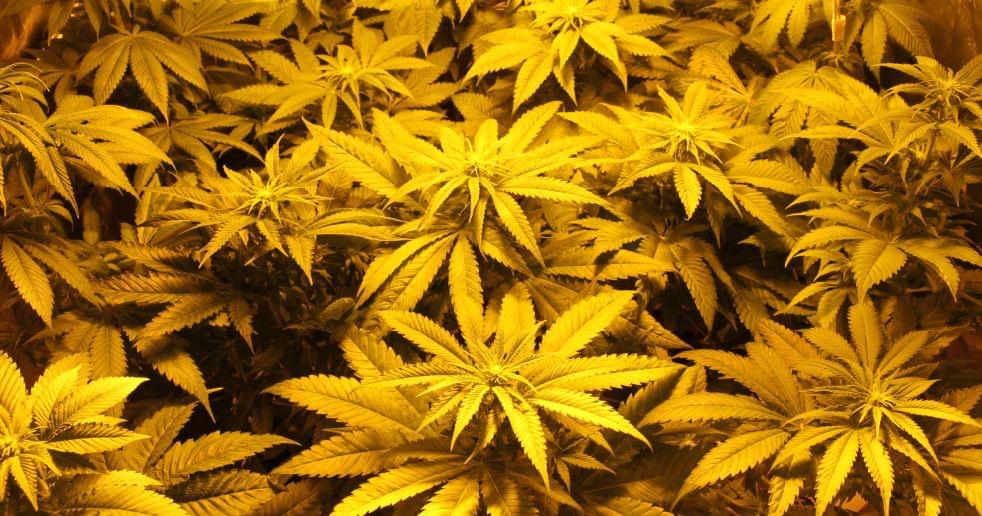 the best marijuana seeds