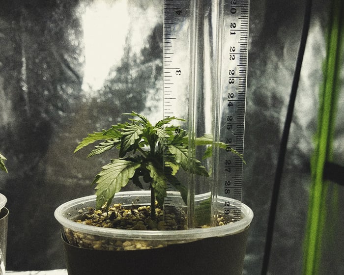 Understanding the Basics of Micro Growing