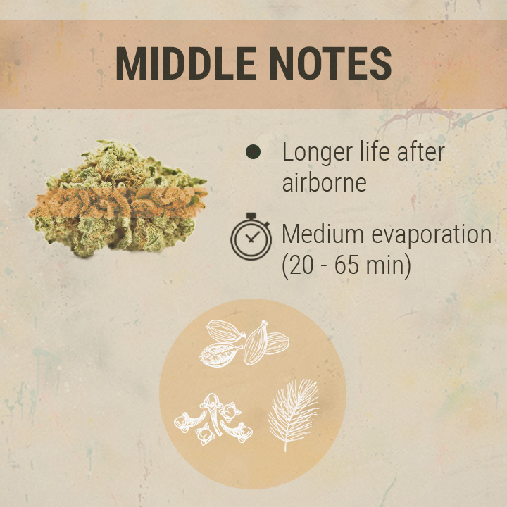 Middle Notes Cannabis