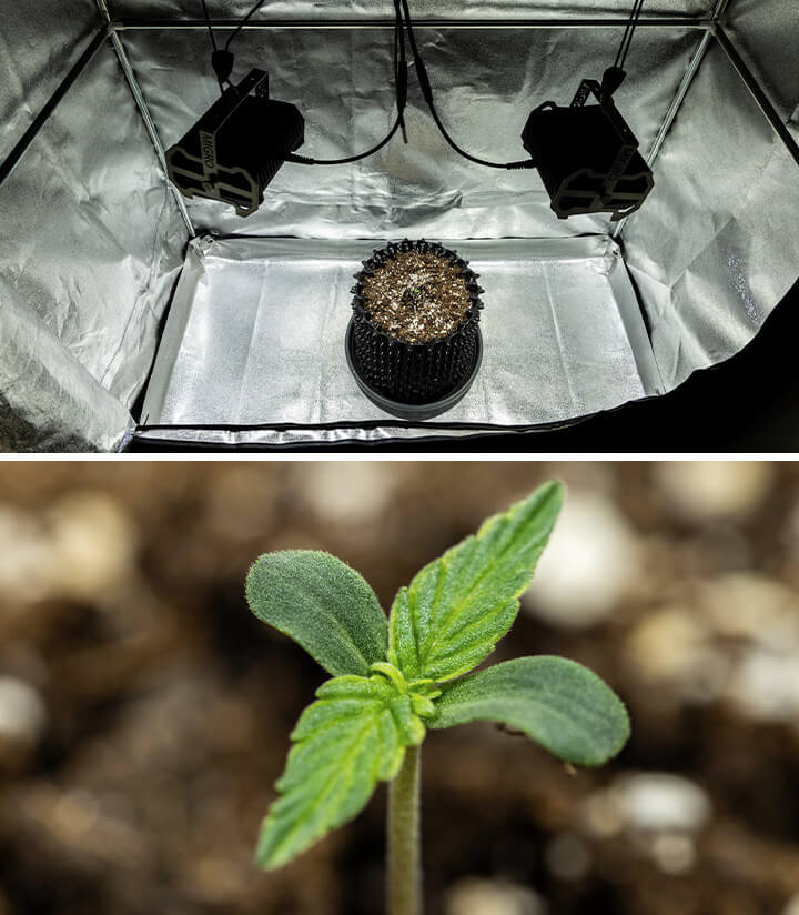 Milky Way Grow Report Week 1