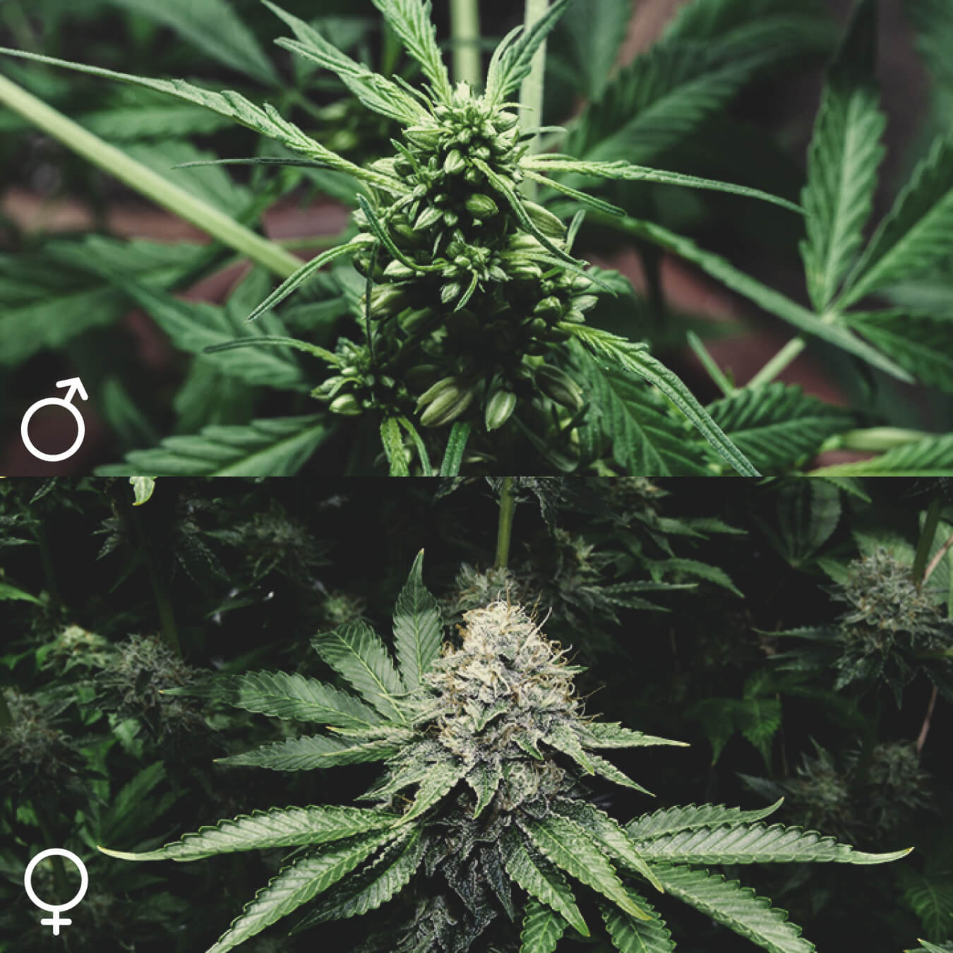 Are All Cannabis Plants the Same? Are All Cannabis Plants the Same?