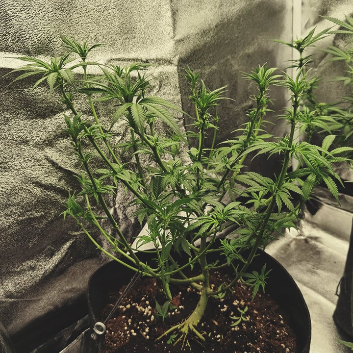 Micro shop grow light