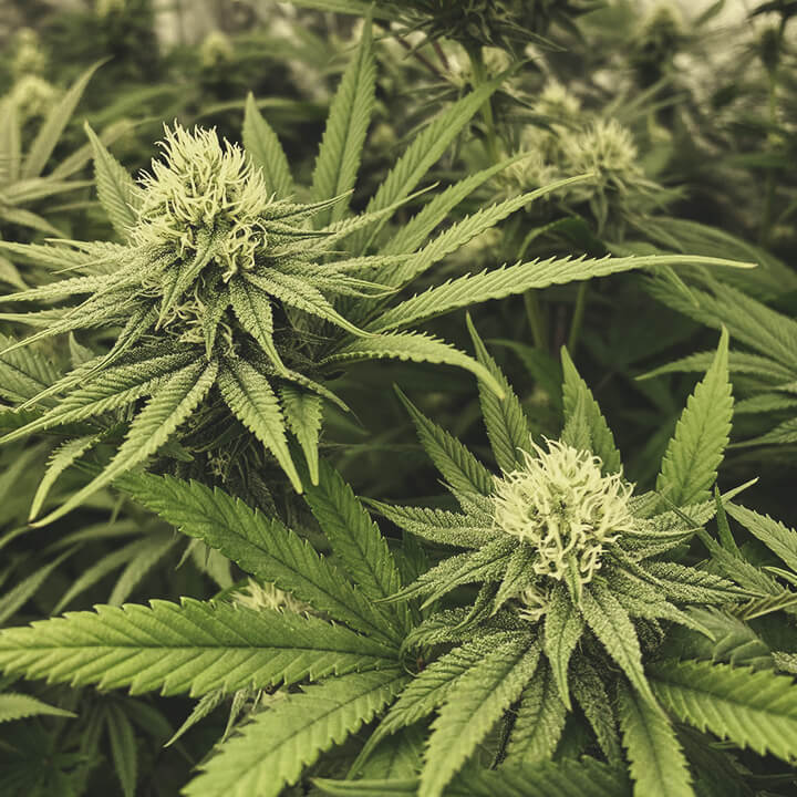 Flowering stage Flowering stage