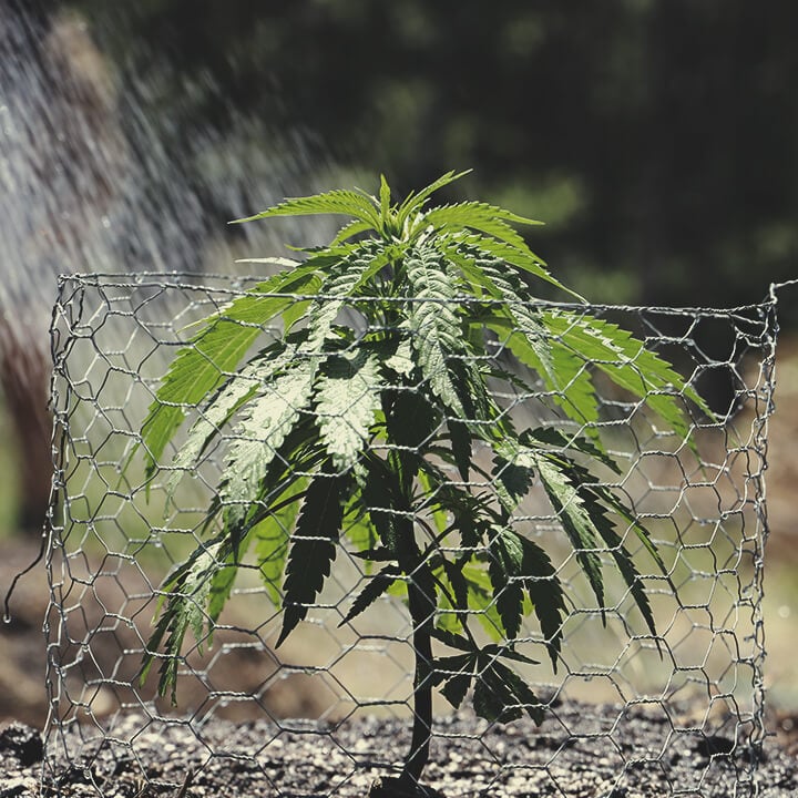 Outdoor Growing