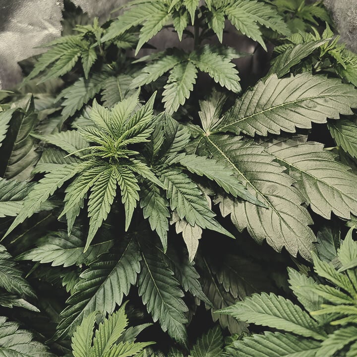 Vegetative stage Vegetative stage
