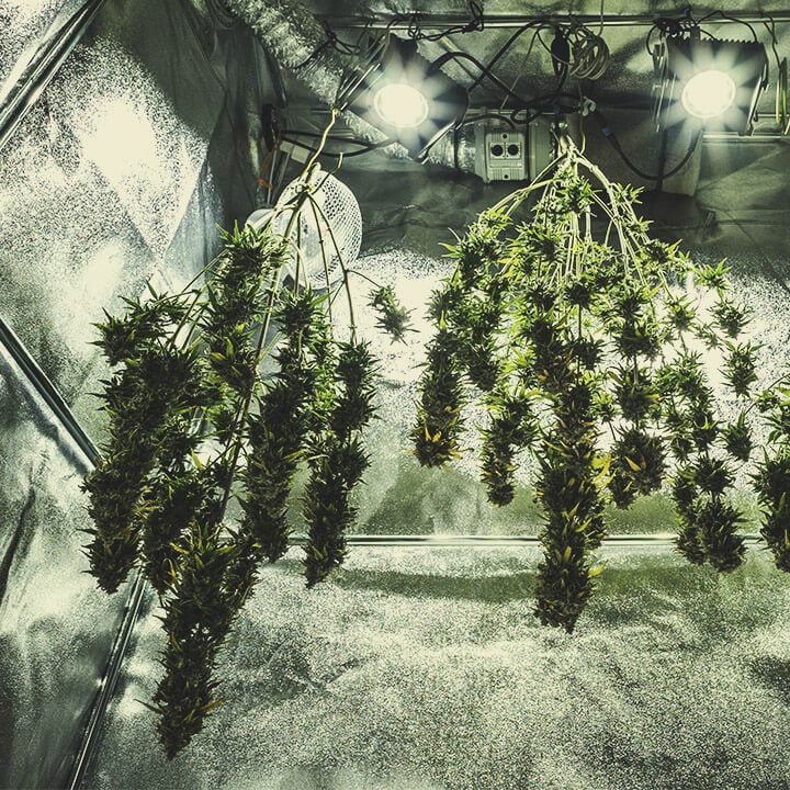 Harvest (End of Week 10) Harvest (End of Week 10)