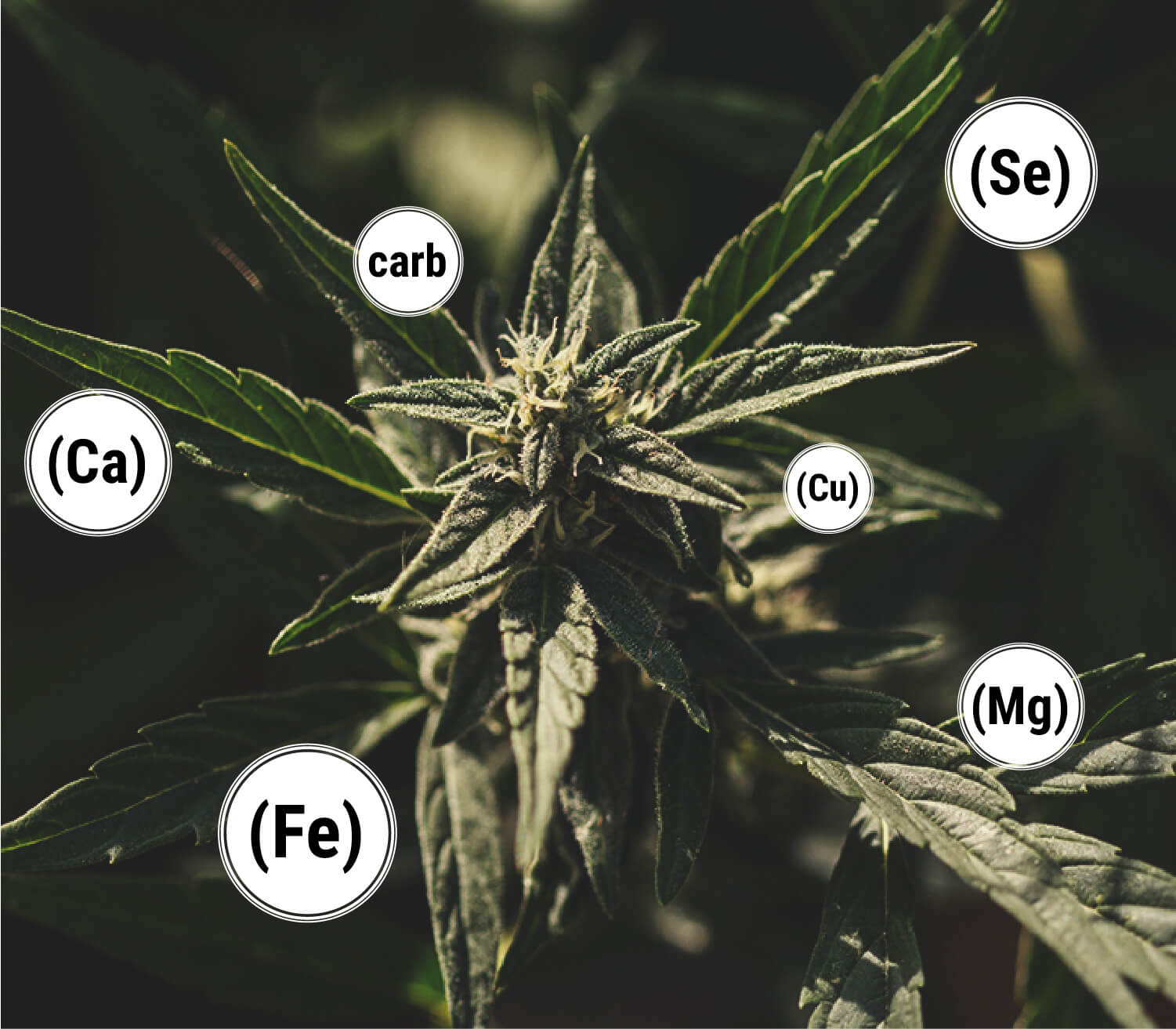 What Are the Benefits of Molasses for Cannabis Plants?
