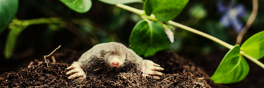 mole