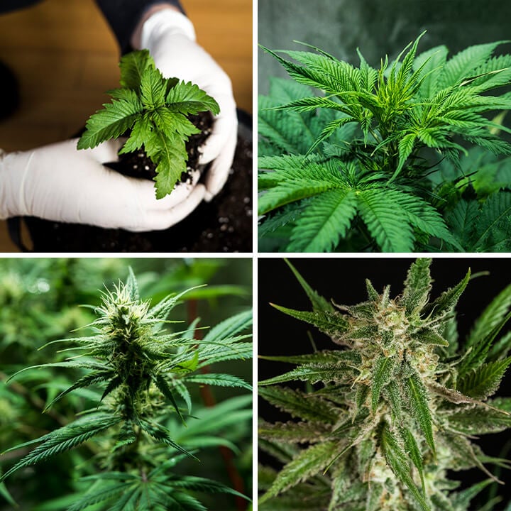 Royal Cookies Strain Characteristics Royal Cookies Strain Characteristics