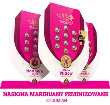 nasiona-marihuany-feminizowane