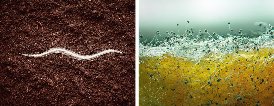 Nematodes - Mycorrhizae