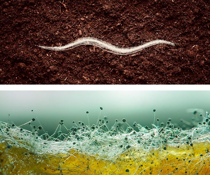Nematodes - Mycorrhizae