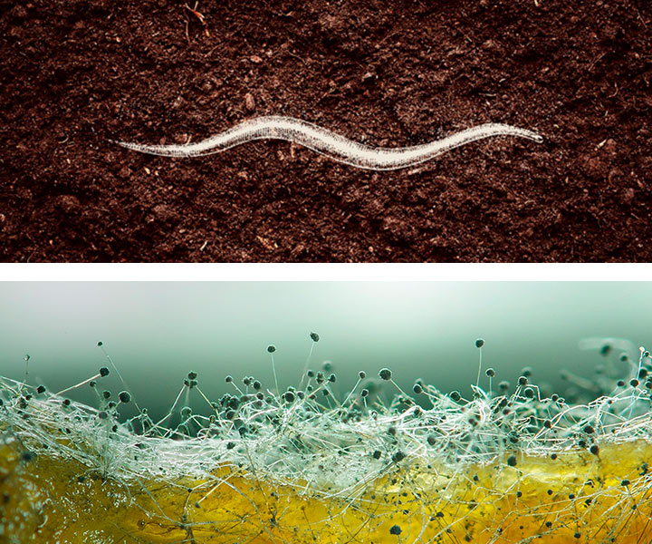 Nematodes - Mycorrhizae