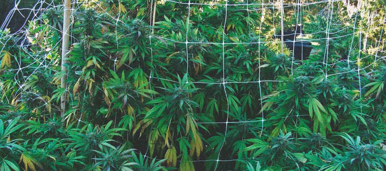 How To Prevent Pests From Invading Your Outdoor Cannabis Grow