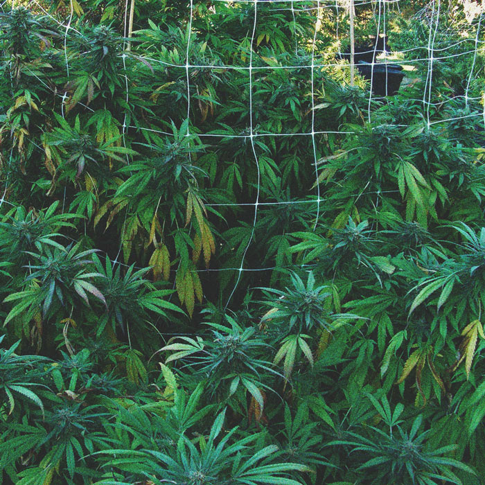 How To Prevent Pests From Invading Your Outdoor Cannabis Grow