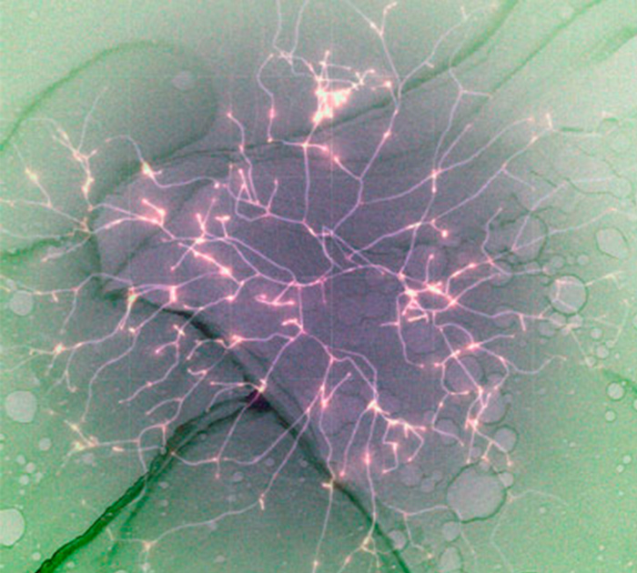 Farnesene: A Little-Known Cannabis Terpene Farnesene: A Little-Known Cannabis Terpene