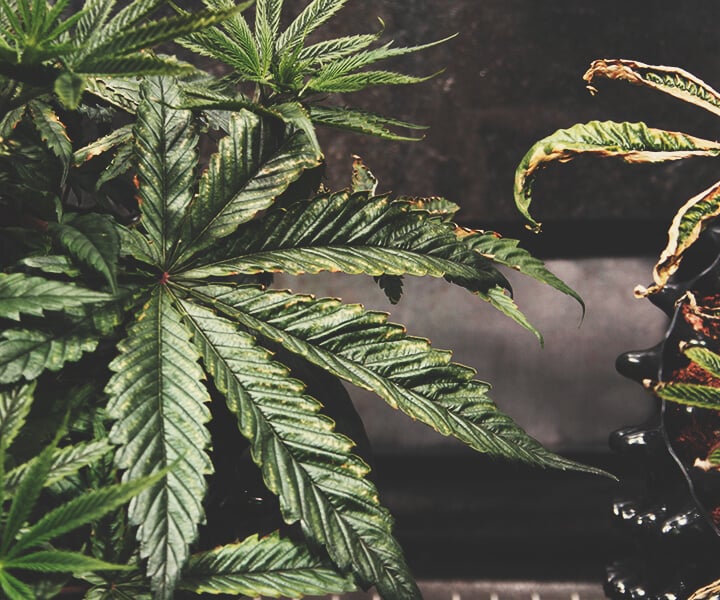 Overfeeding on a Cannabis Plant
