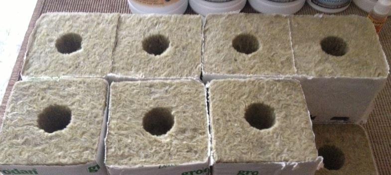 weed plant sprout in stone wool blocks