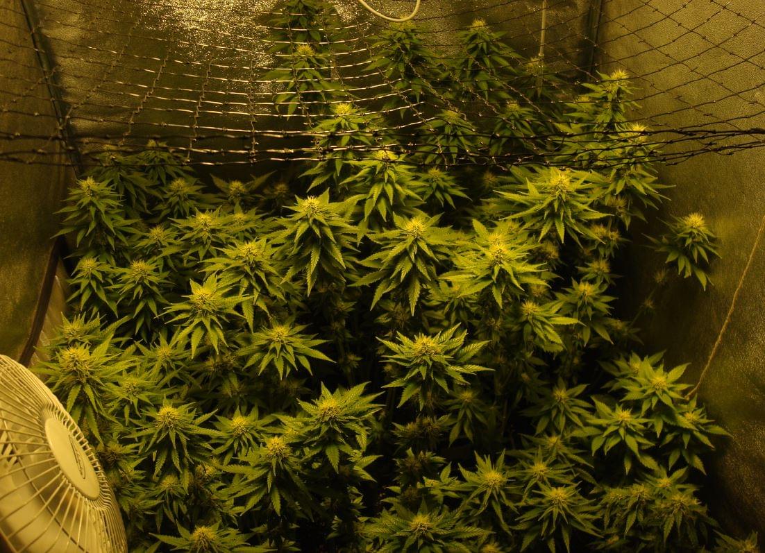 the best marijuana plants