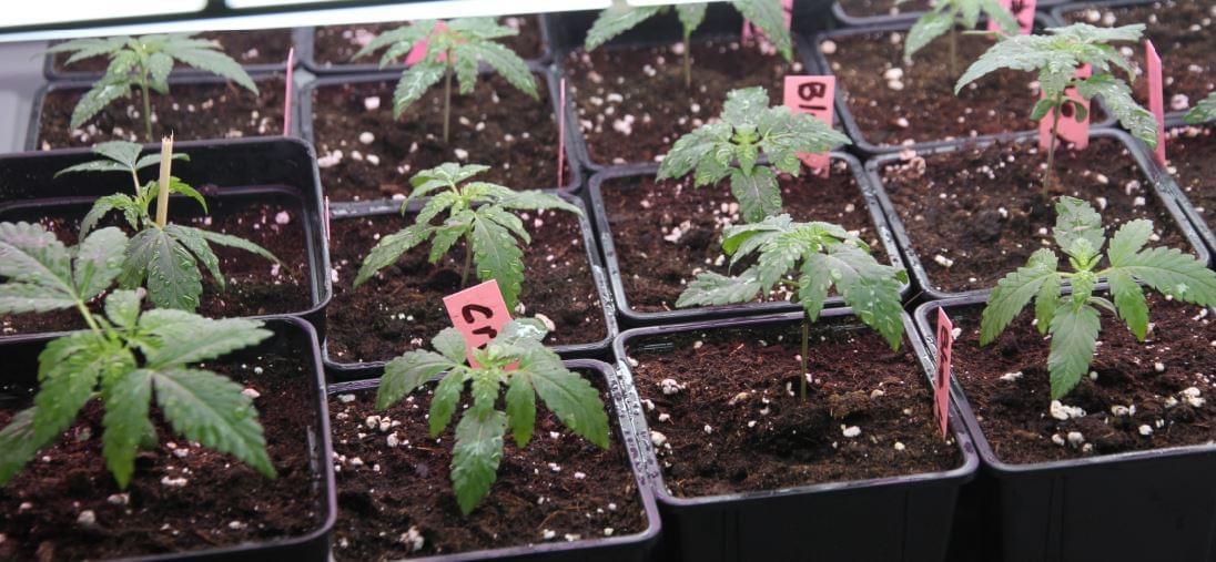 germinated cannabis plants