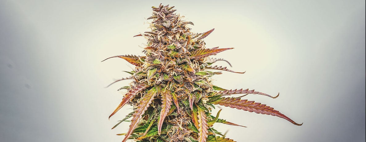 What Cannabis Colours Are There? What Cannabis Colours Are There?
